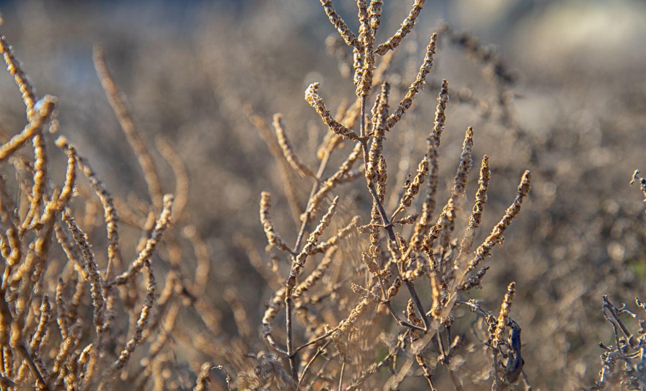 La salicornia e il salicornieto: scrigni di biodiversit� all�Idroscalo di Ostia